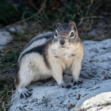 Squirrel perched on a rock with a grassy background in daylight. Waterton Park, Alberta, Canada