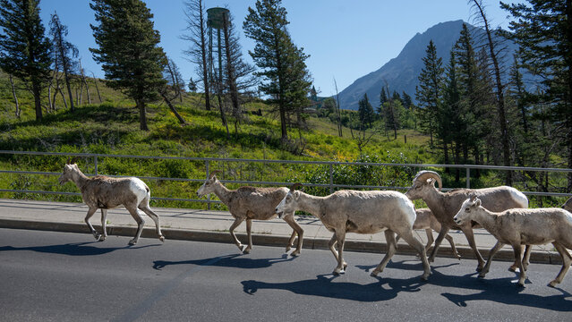 A group of bighorn sheep walk along a paved road in a mountainous park setting. Waterton Park, Alberta, Canada