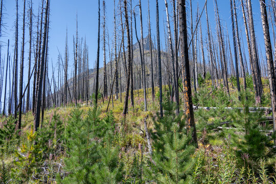 Burnt forest with regrowth on a sunny day, with a mountain in the background. Waterton Park, Alberta, Canada