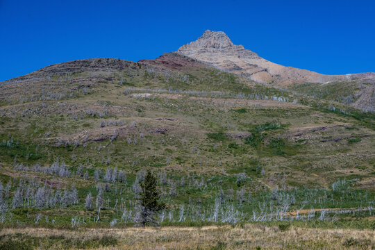 A lone tree stands against a vast mountain under a clear blue sky. Waterton Park, Alberta, Canada