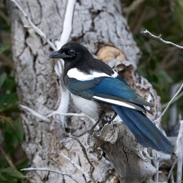 A vibrant magpie perched on a weathered tree branch in a natural setting. Waterton Park, Alberta, Canada