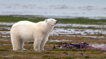 Polar bear on a rocky shoreline with sparse grass and an animal cadaver. Hudson Bay, Churchill, Manitoba, Canada