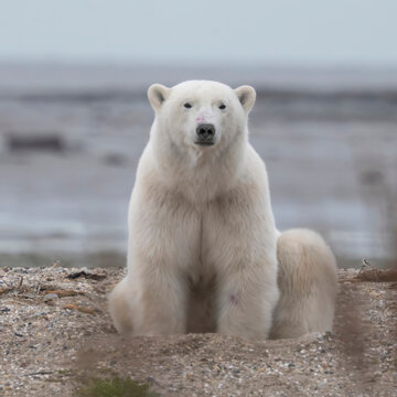 Polar bear sitting calmly on a rocky shore with a grey, overcast backdrop. Hudson Bay, Churchill, Manitoba, Canada