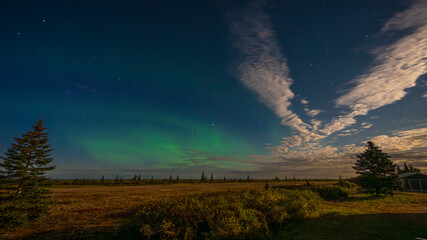 Northern lights glow under a starry night sky, with trees and open landscape in the foreground. Hudson Bay, Churchill, Manitoba, Canada