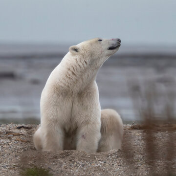 Polar bear sitting on a rocky beach, looking into the distance. Hudson Bay, Churchill, Manitoba, Canada