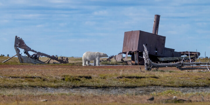 A polar bear walks past an old, rusty shipwreck on a grassy Arctic landscape. Hudson Bay, Churchill, Manitoba, Canada