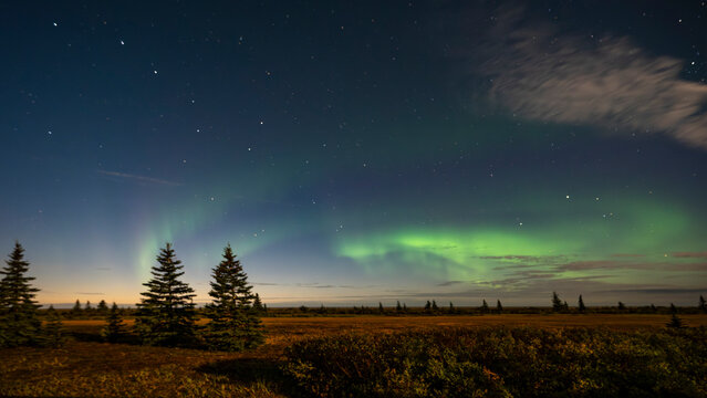 Northern lights illuminate the night sky with green hues above a forested landscape. Hudson Bay, Churchill, Manitoba, Canada