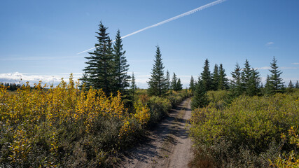 Dirt road winding through a lush green forest with tall pine trees under a clear blue sky. Hudson Bay, Churchill, Manitoba, Canada