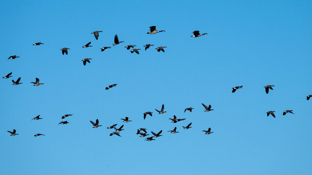 Flock of birds flying across a clear blue sky in a wide formation. Cross Lake, Manitoba, Canada