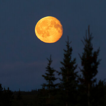 A vibrant full moon rises against a clear deep blue evening sky with faint silhouettes of trees. Hudson Bay, Churchill, Manitoba, Canada