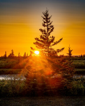 A vibrant sunset casts a warm glow through pine trees by a calm river.  Hudson Bay, Churchill, Manitoba, Canada