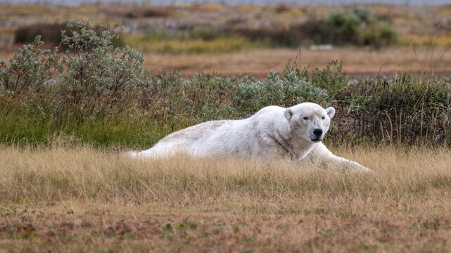 Polar Bear, Hudson Bay, Churchill Manitoba, Canada Hudson Bay, Churchill, Manitoba, Canada
