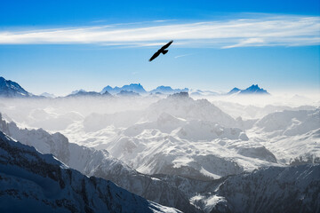 Flying High - Mountain Eagle