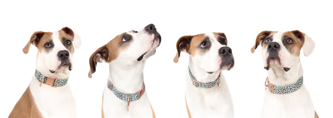 Isolated dog from different angles in a row. Side by side view of the same dog head showing different facial expressions. Female Pitbull with black eye mask and white and fawn coat. Selective focus.