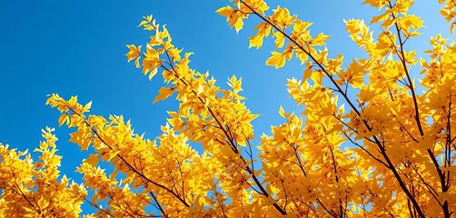 Golden aspen leaves trembling on branches against a clear blue sky, environment, treelandscape