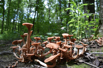A cluster of brown mushrooms with thin stems and wide caps grows on the forest floor. They are surrounded by fallen leaves and twigs, under the shade of tall green trees. 