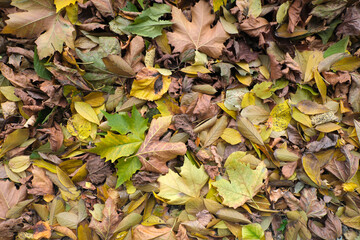 Laub im Herbst für Hintergrund - Stockfoto