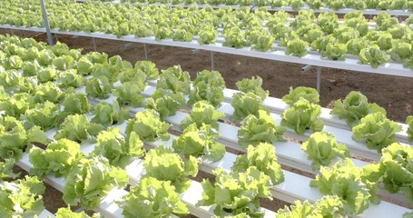 Growing green lettuce heads inside greenhouse in white PVC troughs, with metal racks and soil bed