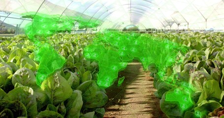 Displaying rows of lettuce growing on benches in greenhouse, with world map network overlay