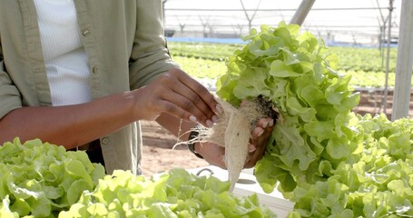 Harvesting worker wearing tank top holding lettuce head by roots at greenhouse trough, copy space