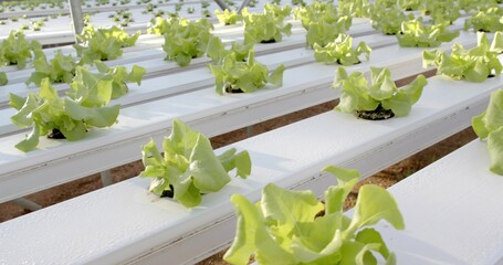 Growing light green lettuce head in greenhouse hydroponic channels, with dew highlighting supports