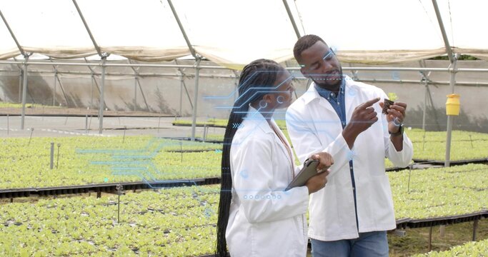 Watching two researchers in lab coats analyzing seedling in greenhouse with tablet and insect traps