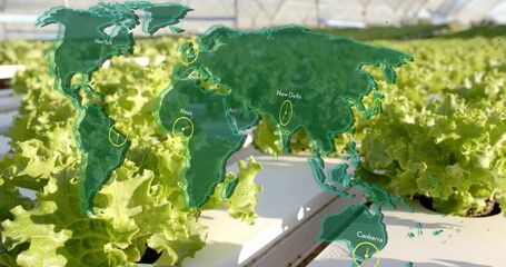 Growing lettuce in hydroponic trays in greenhouse, with map overlay, city labels and digital clocks