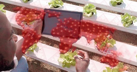 Kneeling man in shirt checking hydroponic lettuce channels with tablet showing red map, copy space