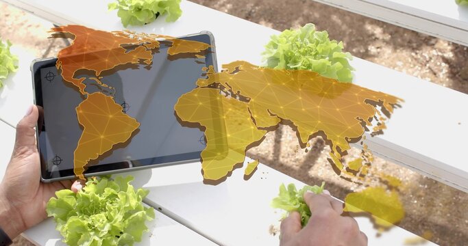 Inspecting technician in white top lifting lettuce on farm bench holding tablet showing map overlay