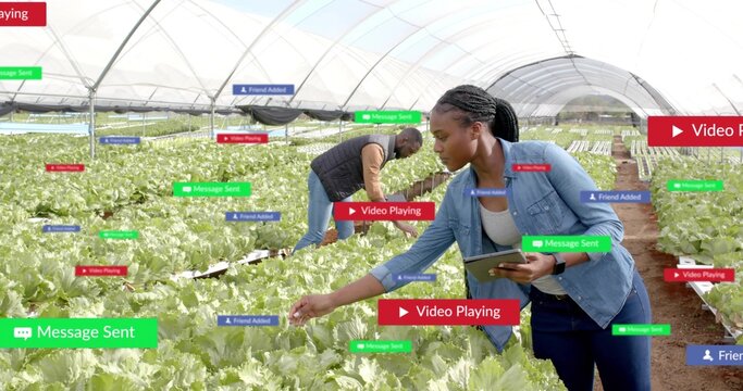 Inspecting woman wearing denim jacket holding tablet touching lettuce in greenhouse, with overlays