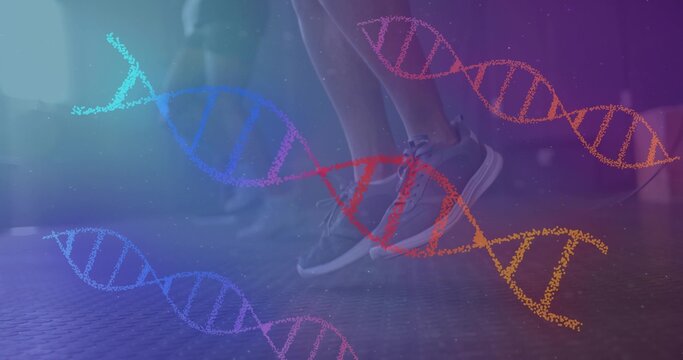 Fototapeta Jumping partners wearing sneakers lifting legs in gym on rubber mat with colorful DNA helix overlay