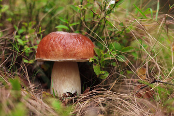 Beautiful porcino mushroom growing in forest, closeup
