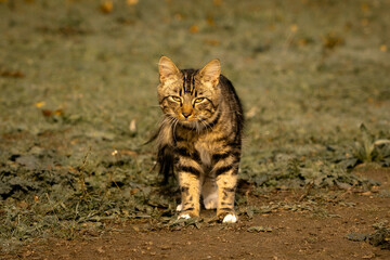 bengal tiger cub