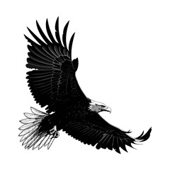 eagle vector illustration