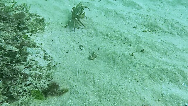 A crab runs along the sand underwater in the Black Sea