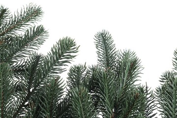 Branch of artificial fir tree on white background. Christmas decor