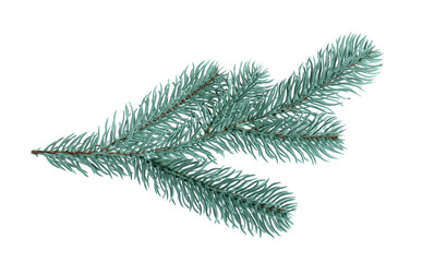 Branch of artificial fir tree isolated on white. Christmas decor