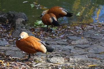 Ruddy shelducks by the river and fallen autumn leaves. Selective focus.