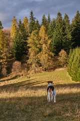 pies foxterier na łące w górach © anix