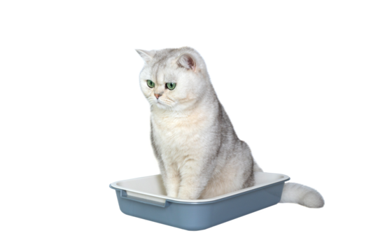 Adorable british shorthair cat sitting in litter box