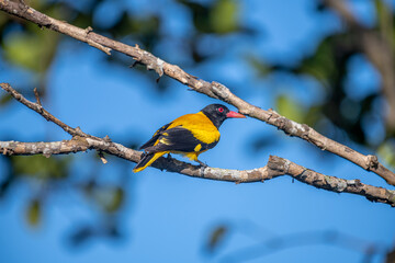 A Black-hooded Oriole (Oriolus xanthornus) is a vibrant yellow bird with a solid black head, throat, wings, and a red bill. This species is found in tropical southern Asia.