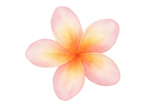 Plumeria flower illustration, tropical frangipani blossom in watercolor style, transparent background, summer design element