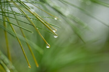 Pine Needles with Morning Dew Drops  Macro shot of green pine needles with morning dew. Natural fresh forest background for environmental concepts. © Daniil