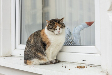 A calm squinting calico cat sits on a white windowsill beside small piles of kibble. A cozy, peaceful indoor scene suitable for family and pet themes.