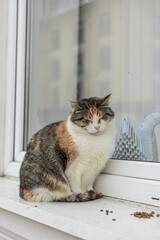 A calm calico cat sits on a white windowsill beside small piles of kibble. A cozy, peaceful indoor scene suitable for family and pet themes