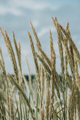 Obraz premium golden wheat field