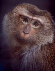 Obraz premium Monkey portrait