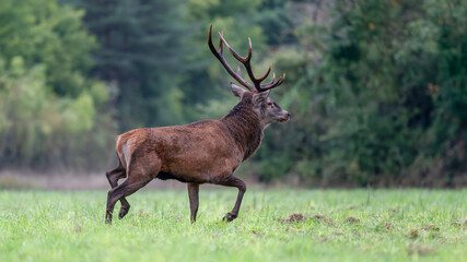 Mature Red deer stag in alert running in a plain during the rut. Cervus elaphus, Sologne, Loiret 45, région Centre Val de Loire, France, European Union, Europe