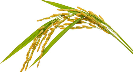 Close up of ripening rice paddy isolated against black background