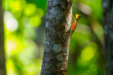 Endemischer Sulawesi Flugdrachen an einem Baumstamm im Gegenlicht